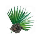 MemberXXL Palmetto Extract